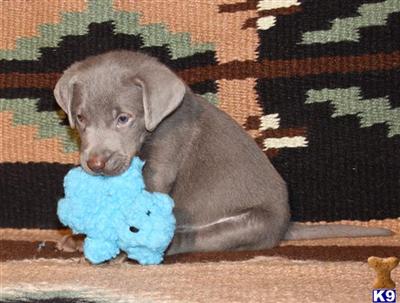 Puppies in IL
